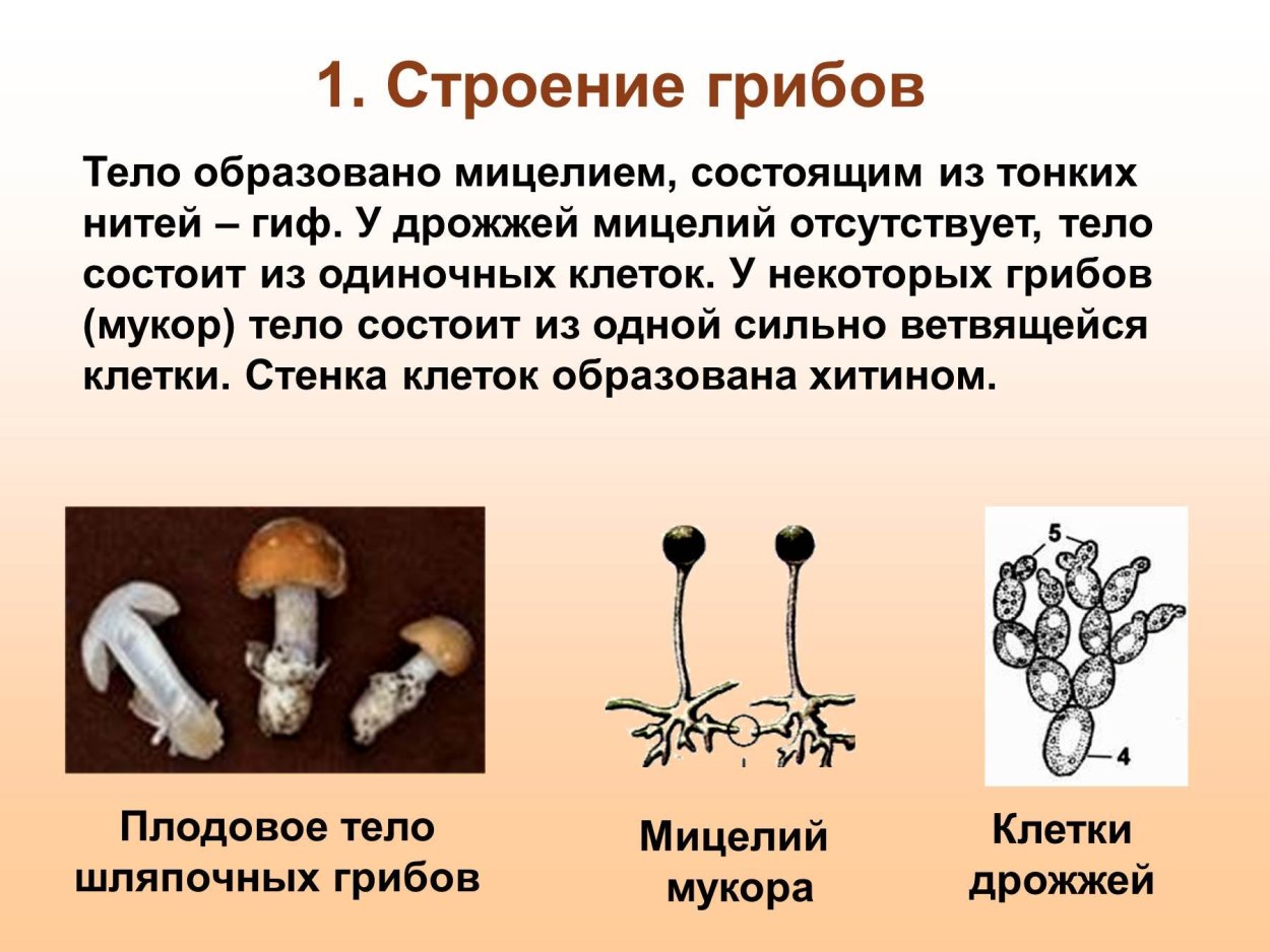 Строение гриба мицелий