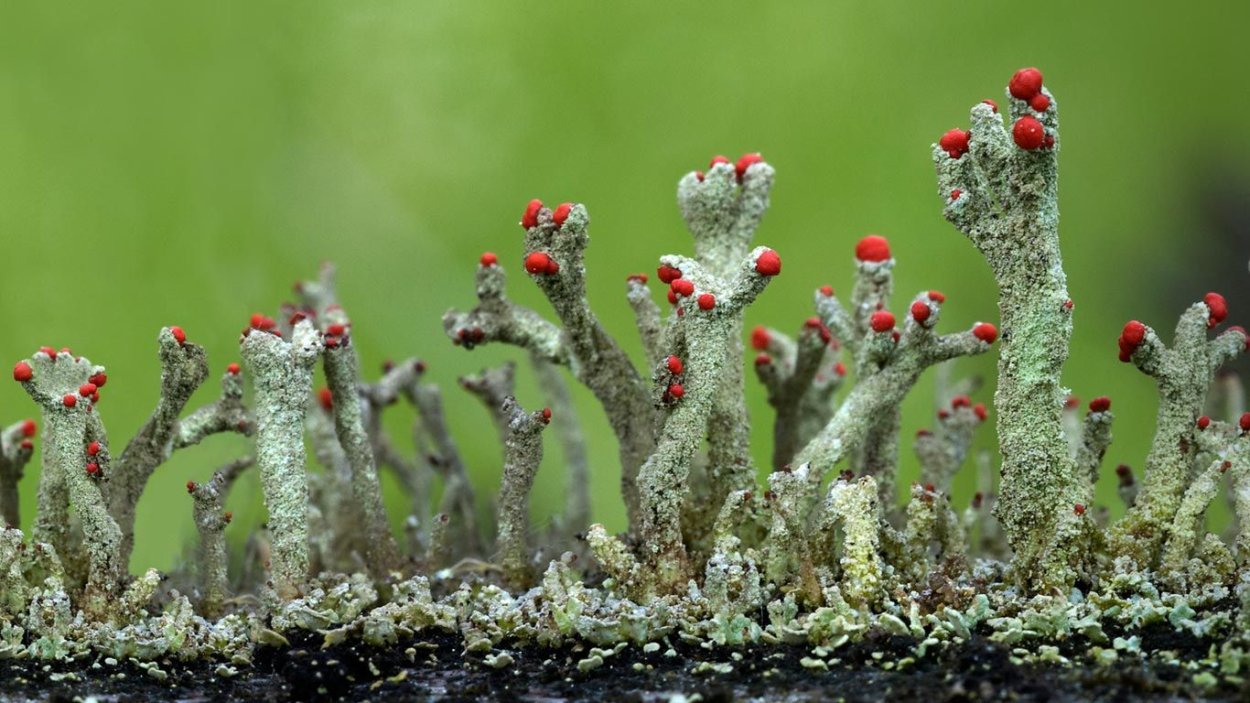 Cladonia floerkeana кладония