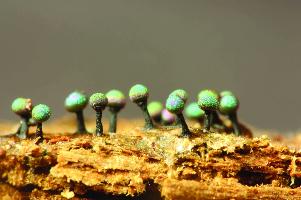 Elaeomyxa Cerifera Радужный пурпурный гриб
