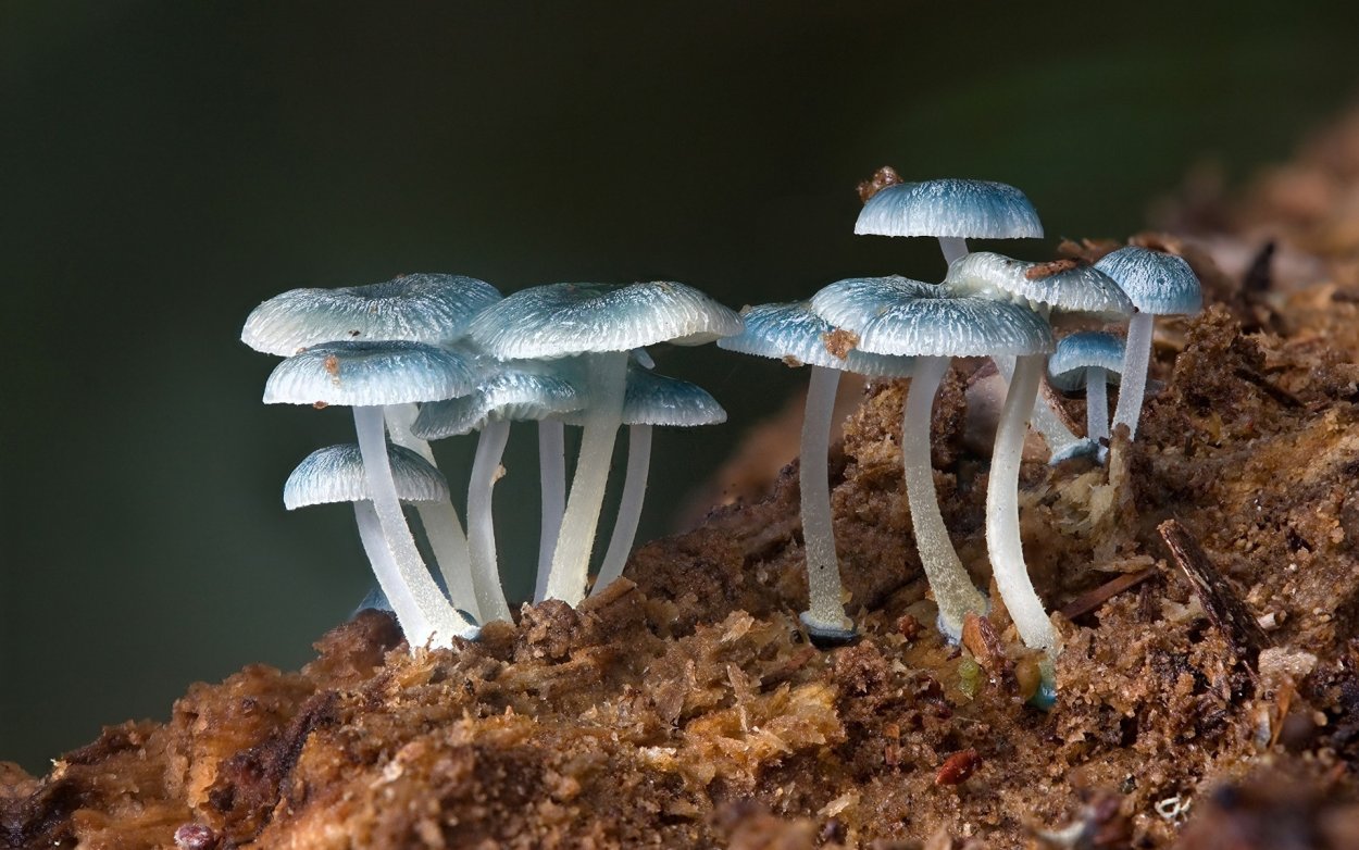 Гриб Mycena interrupta