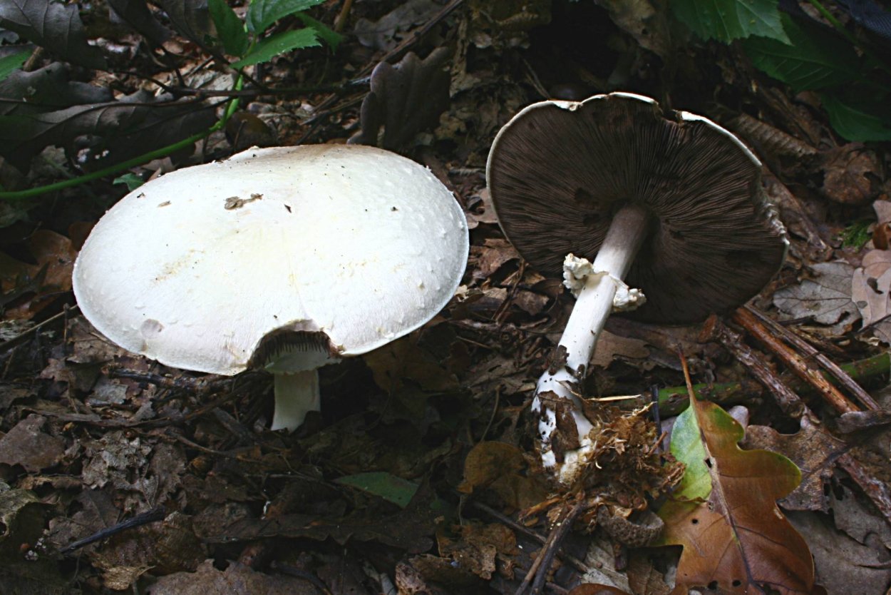 Шампиньон Эссета (Agaricus essettei)