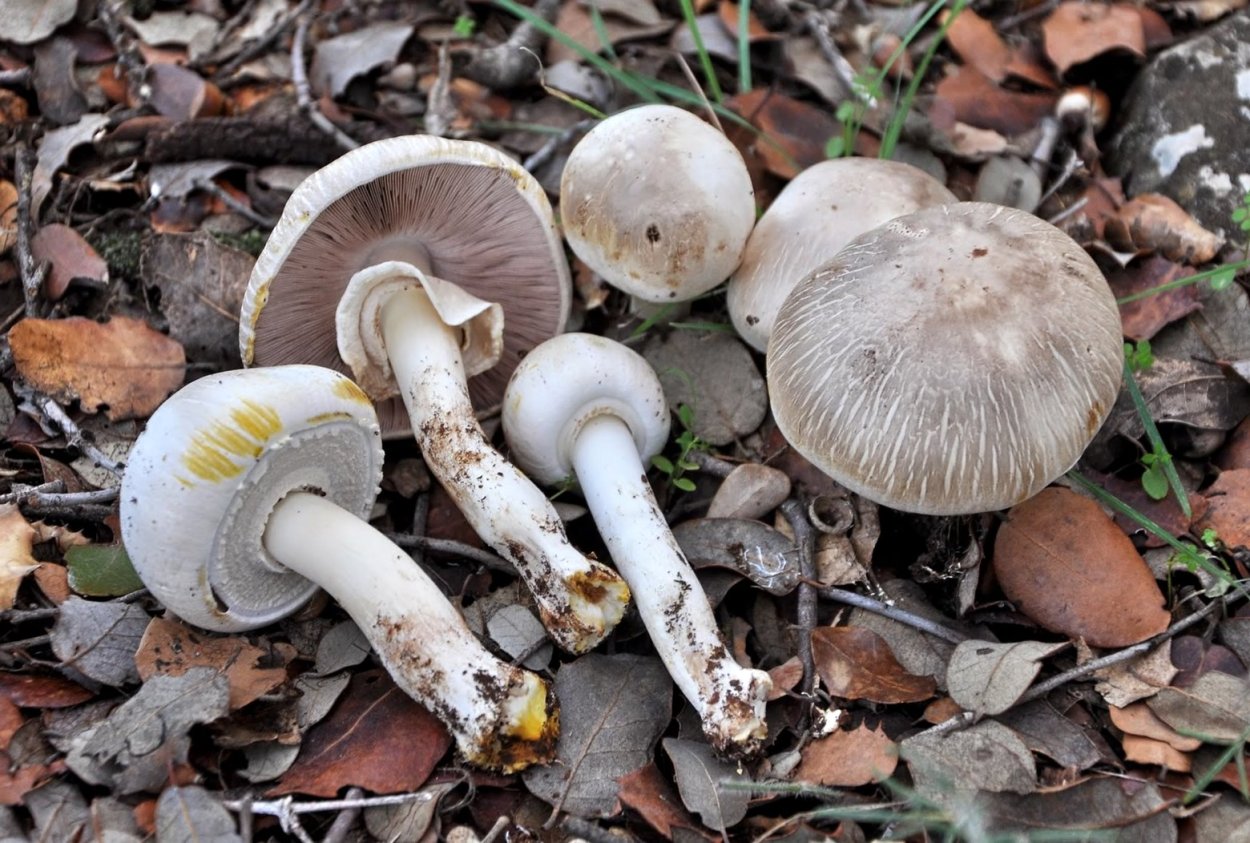 Грибы Agaricus xanthodermus