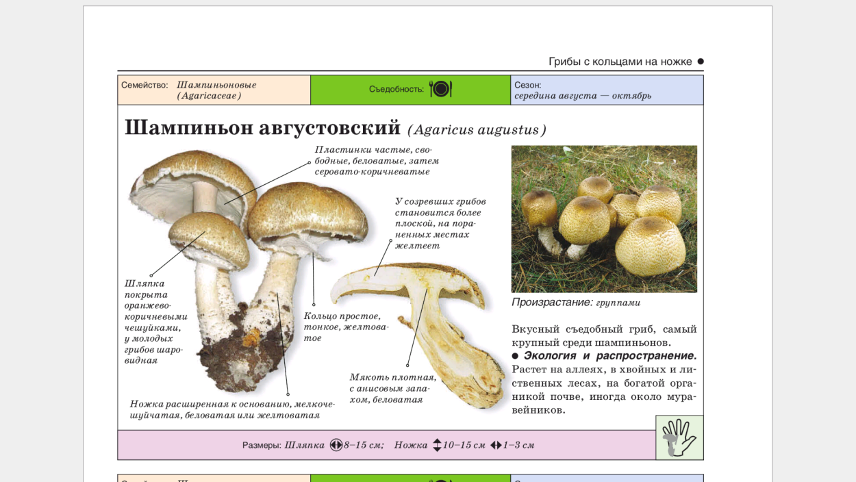 Шампиньон августовский Agaricus augustus