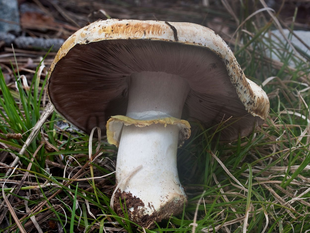 Шампиньон двукольцевой Agaricus bitorquis