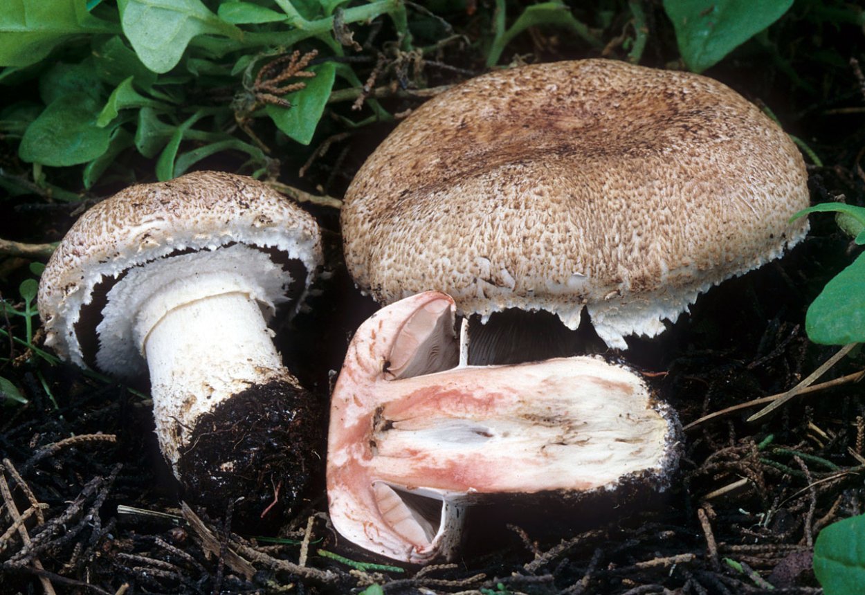 Шампиньон пёстрый (Agaricus meleagris)