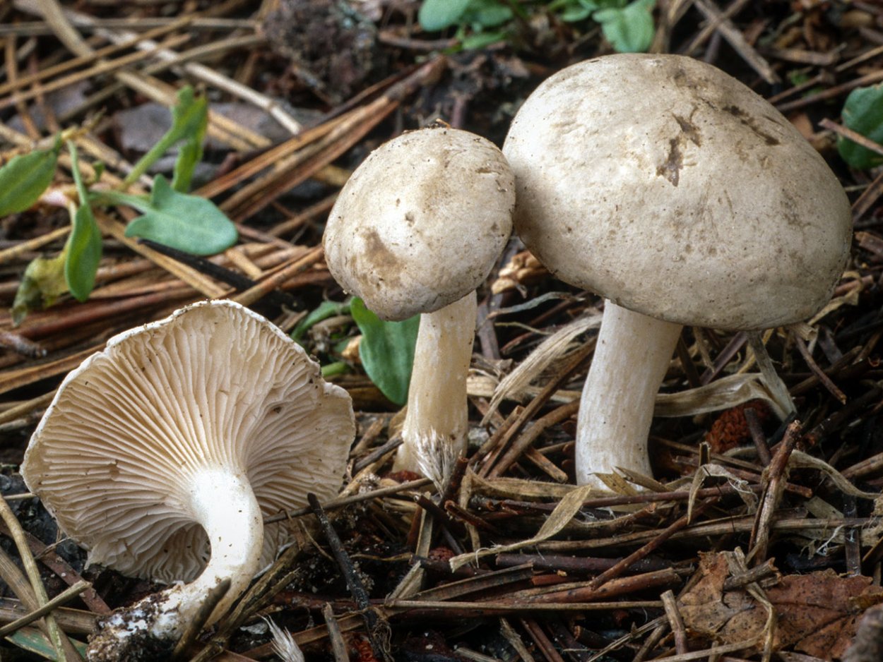 Ивишень (Clitopilus prunulus)