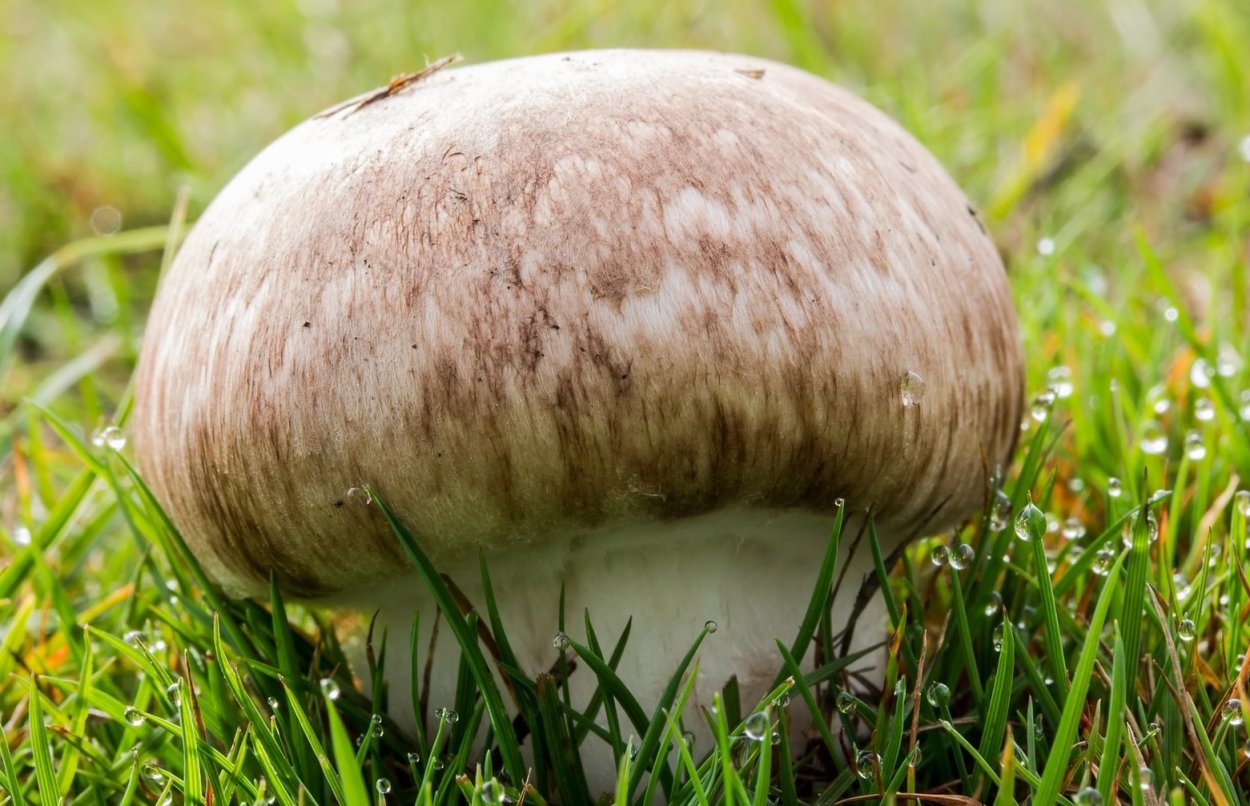 Шампиньон Таблитчатый (Agaricus tabularis)