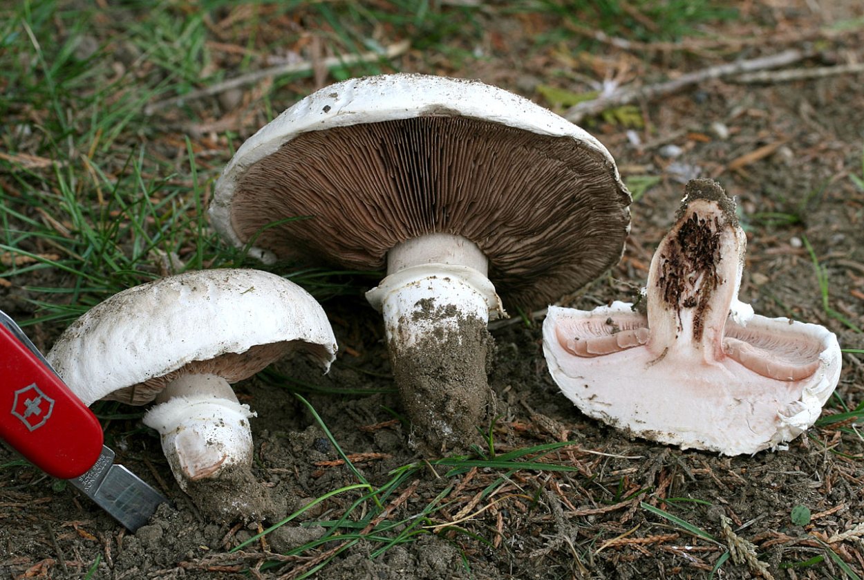 Печерица, Луговой шампиньон ложные