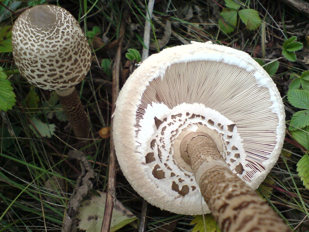 Печерица, Луговой шампиньон ложные