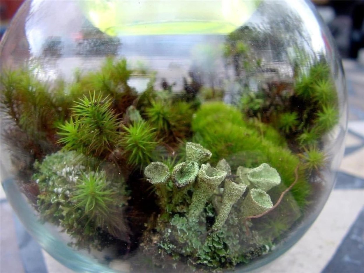 Terrarium Moss террариумный мох