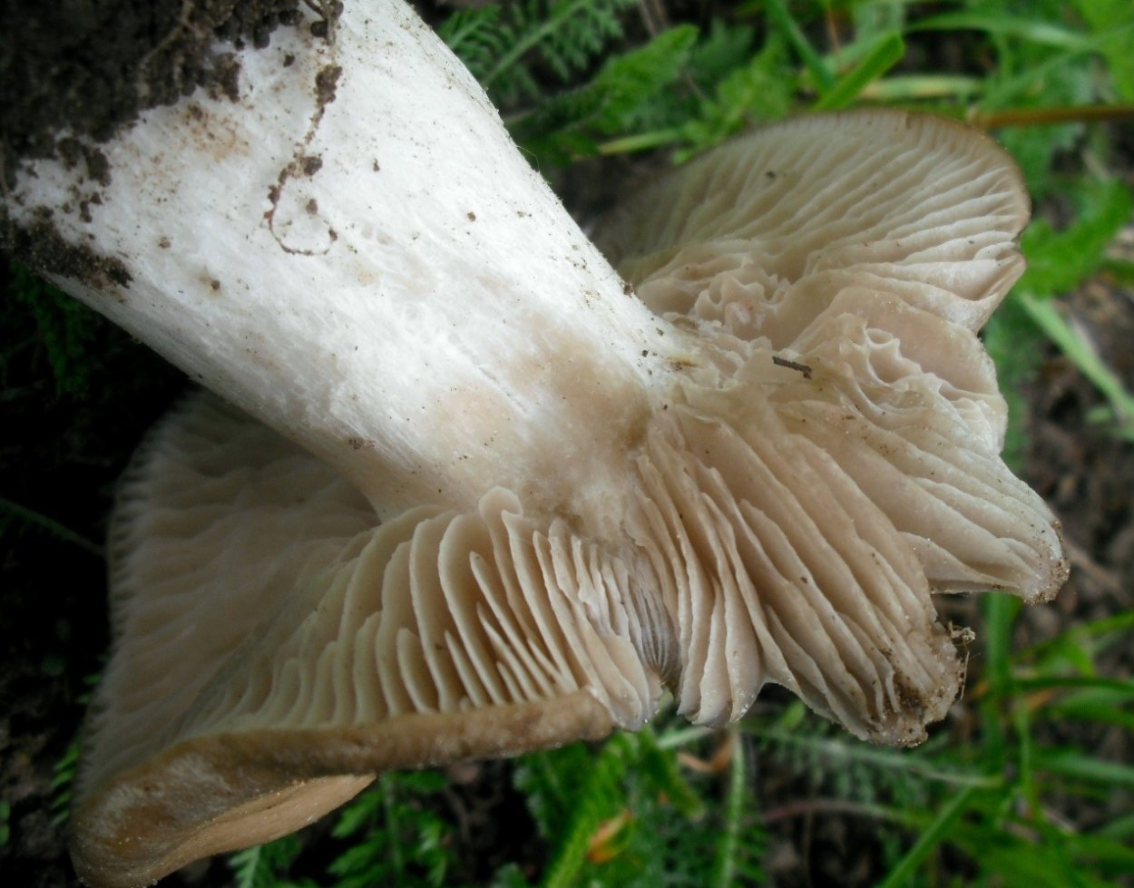 Энтолома Садовая Entoloma clypeatum