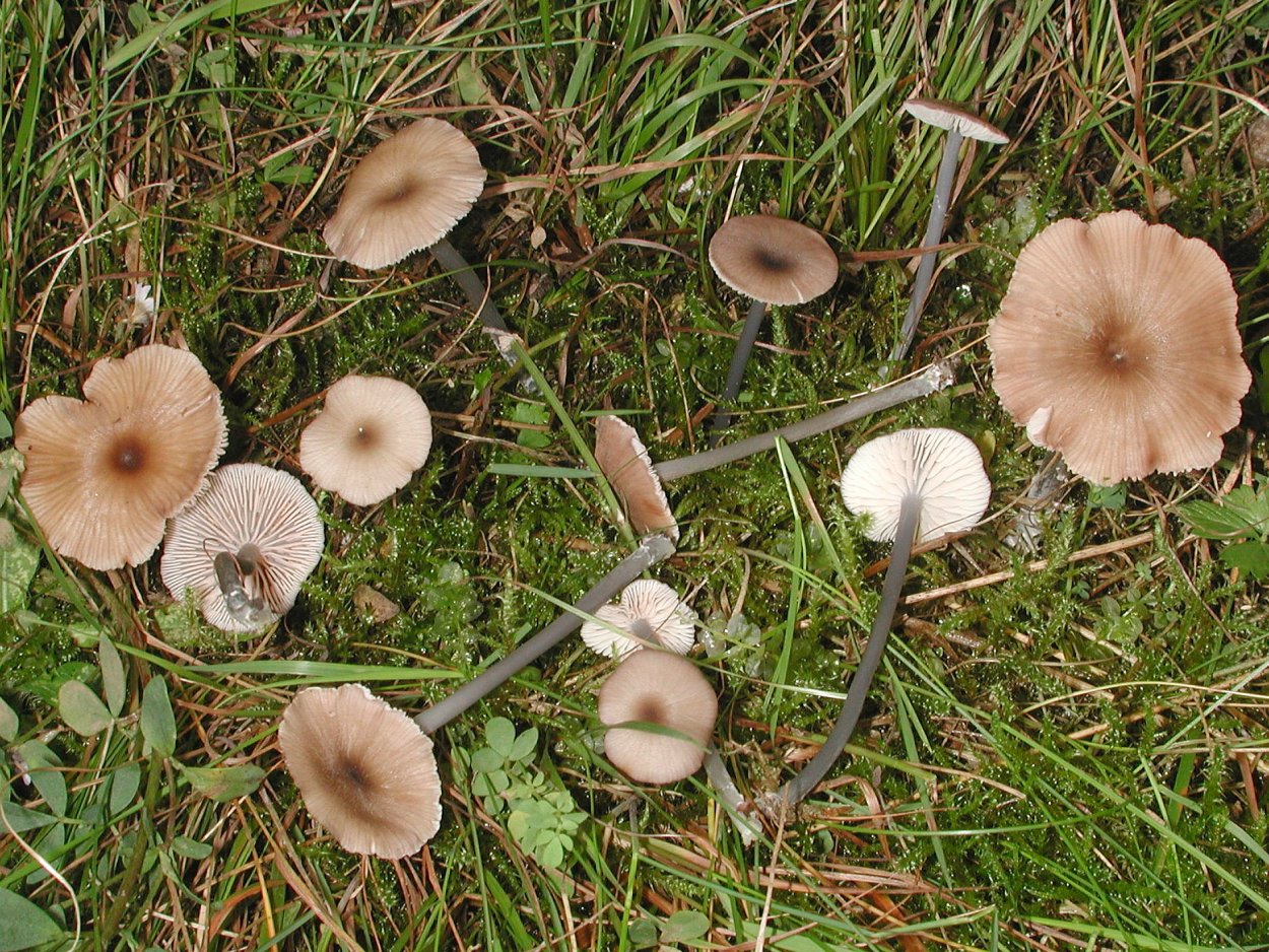 Entoloma griseorubidum