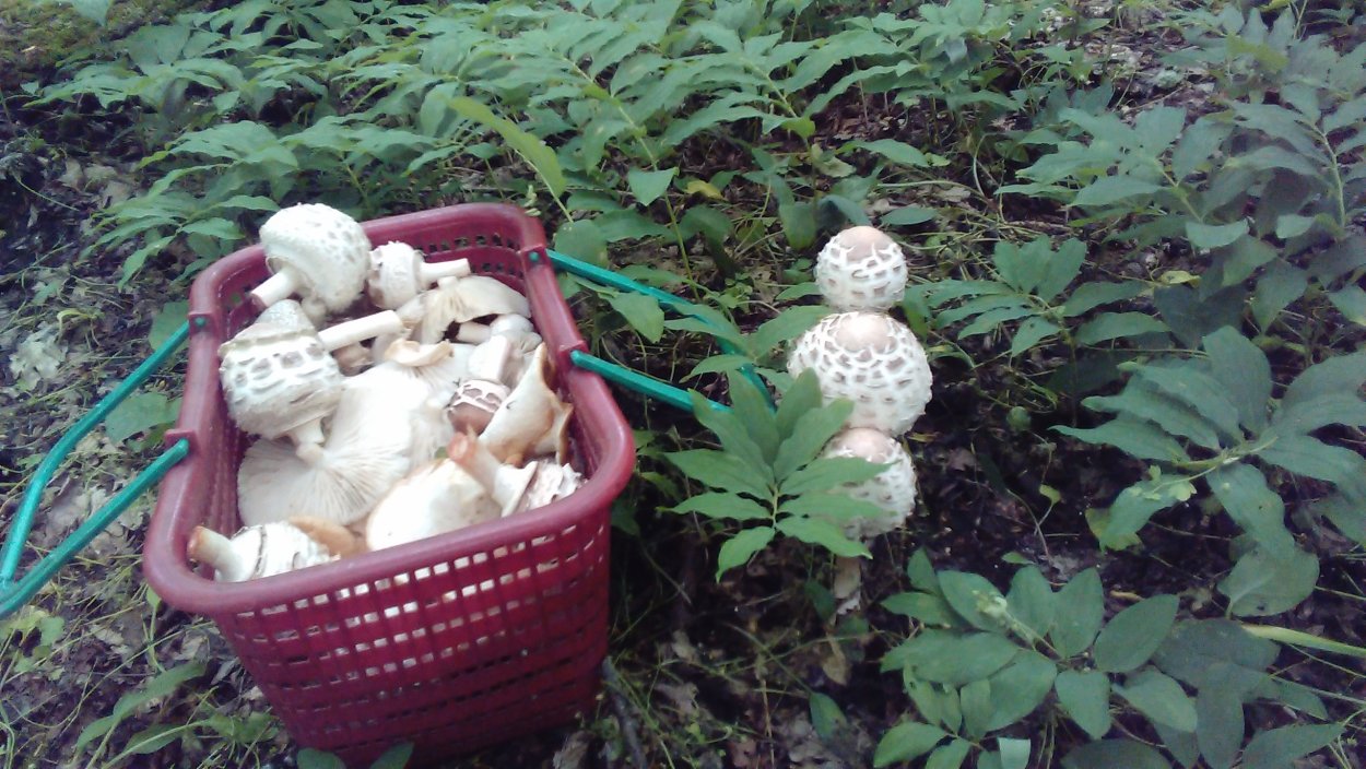 Птичье гнездо (Nidulariaceae)