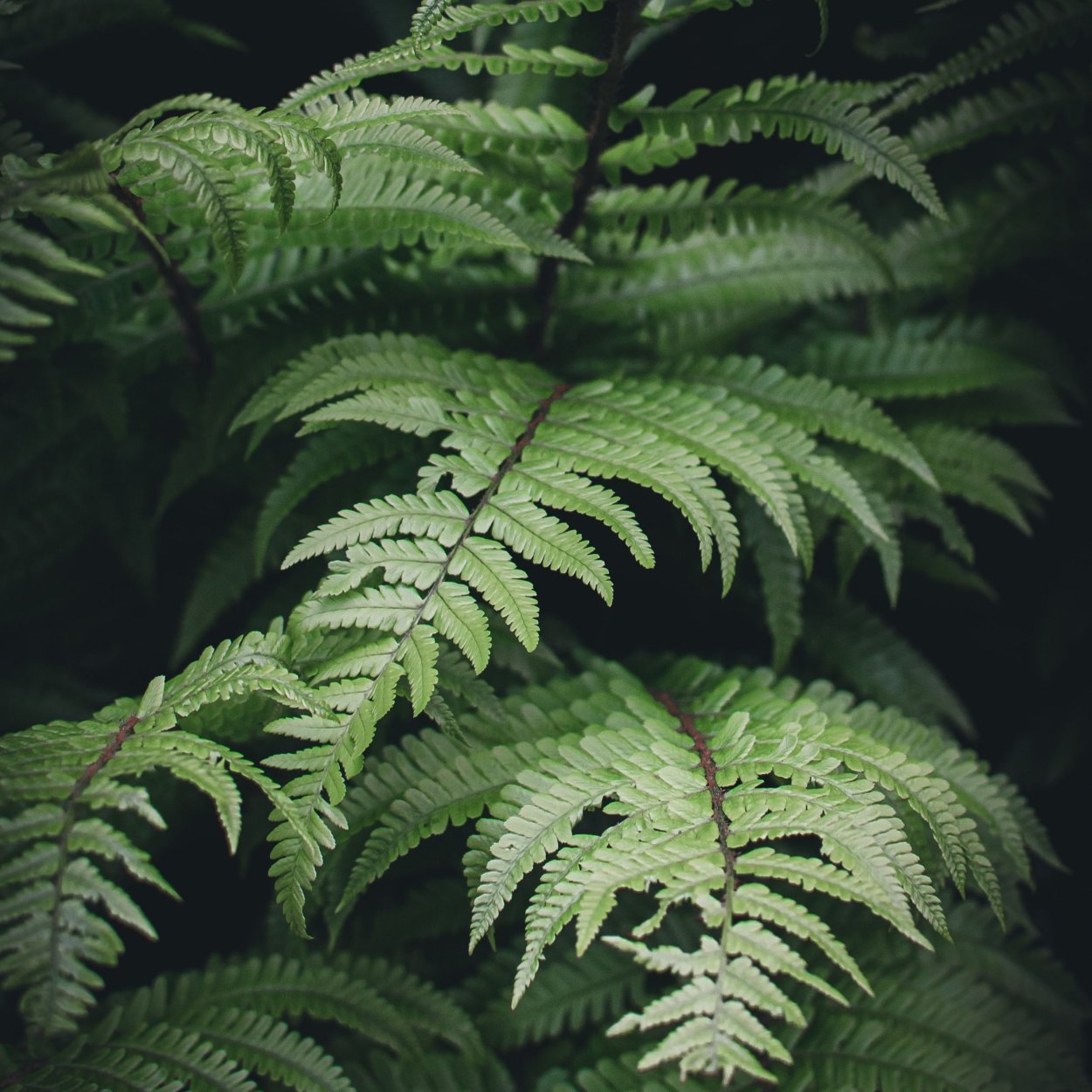 Hay Scented Fern
