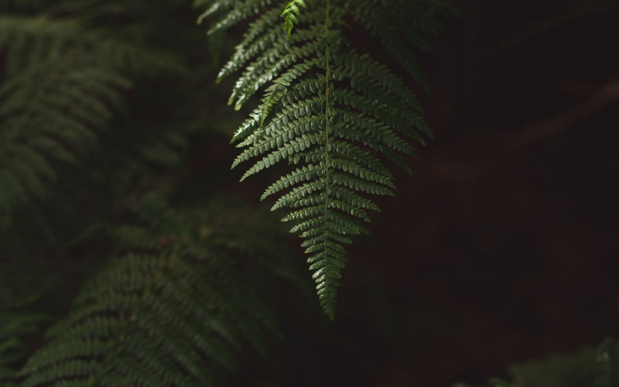 Wallpaper 4 k папоротник