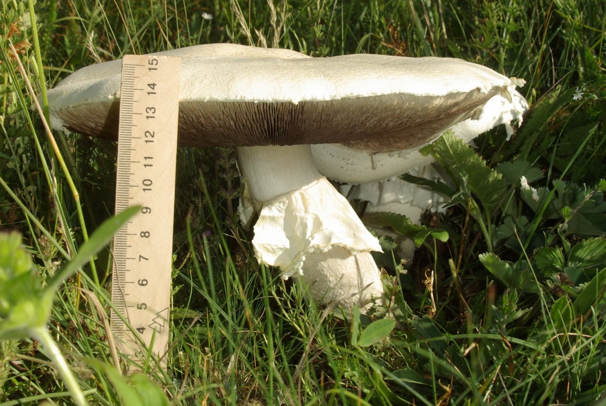 Крымский белый гриб