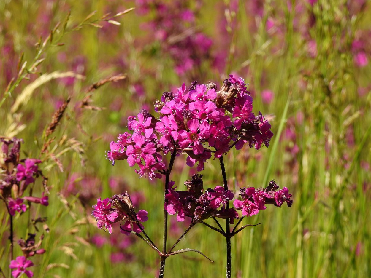 Смолка обыкновенная Viscaria vulgaris