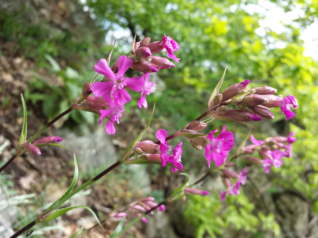 Смолка обыкновенная Viscaria vulgaris