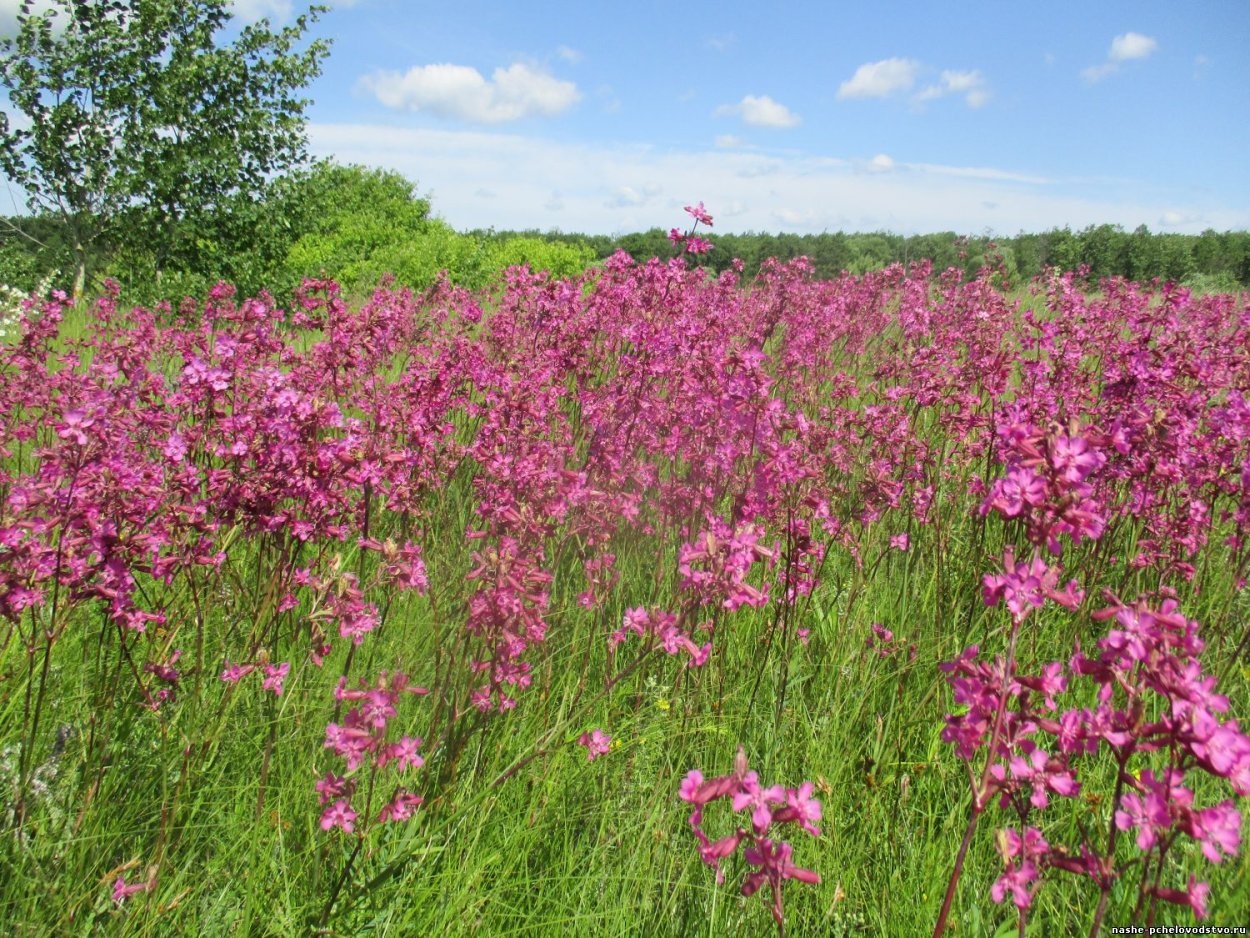 Смолка клейкая (Viscaria vulgaris)
