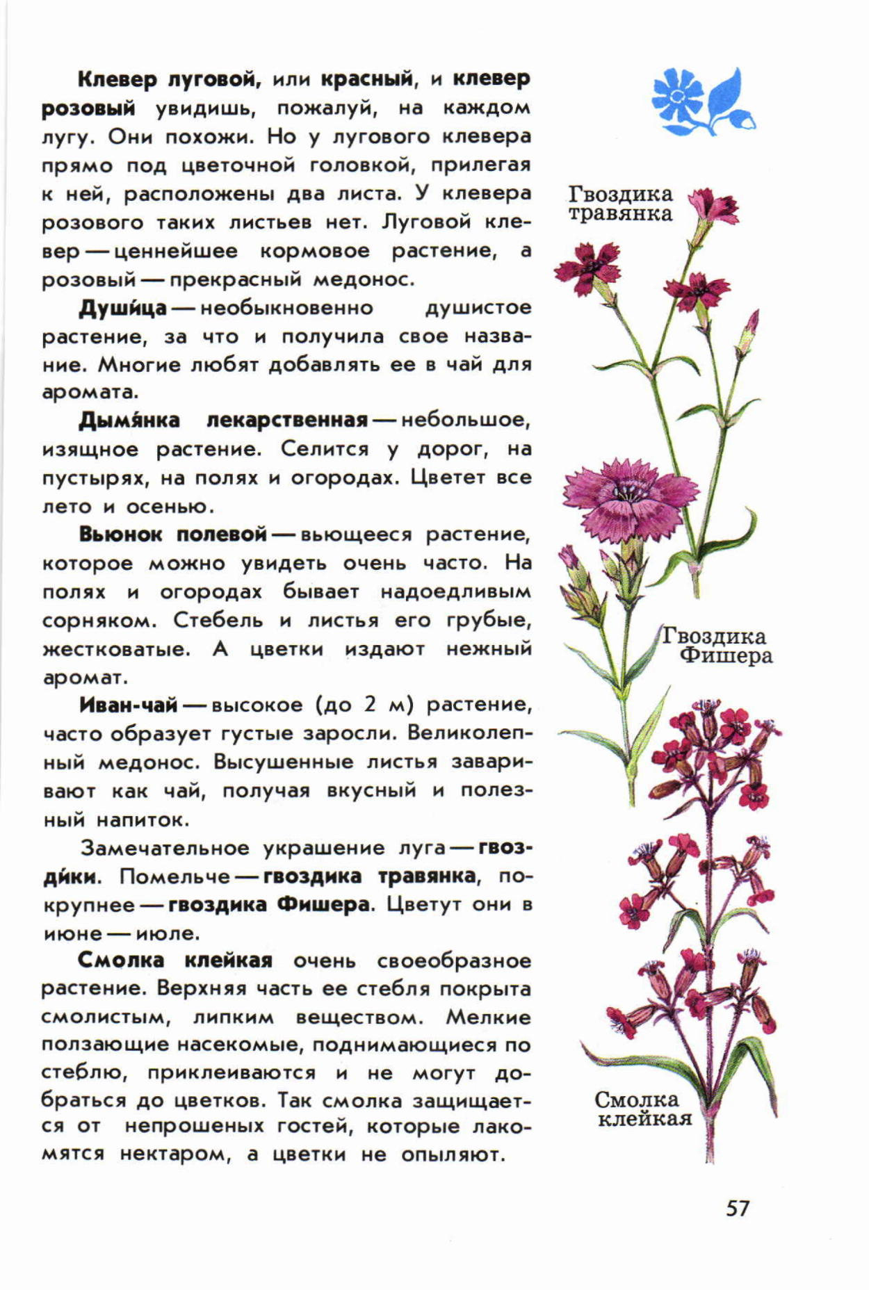 Этой смолкой