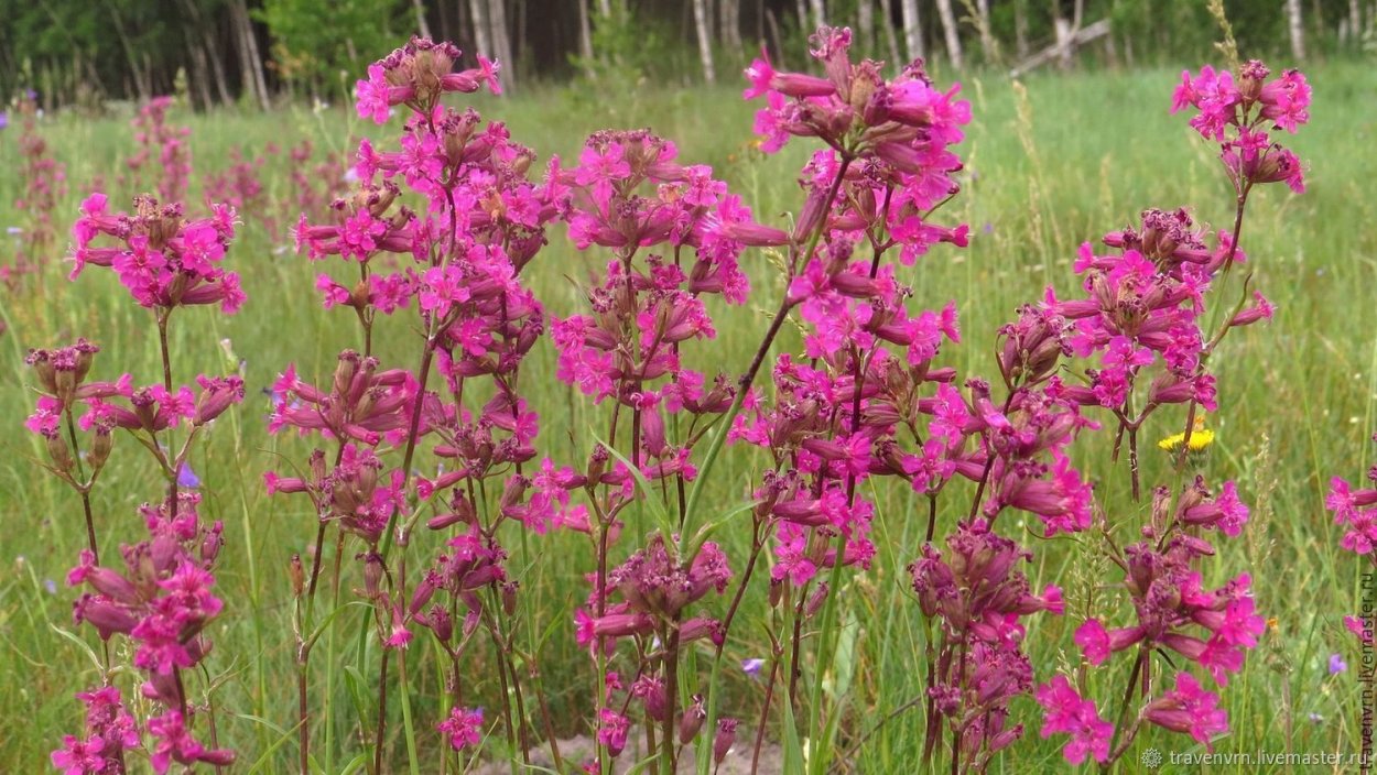 Смолка обыкновенная Viscaria vulgaris