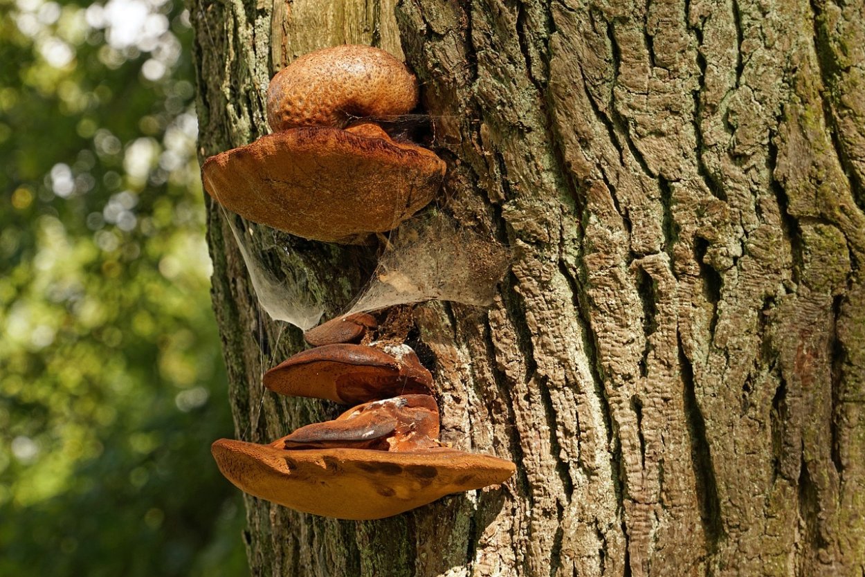 Tremella fuciformis