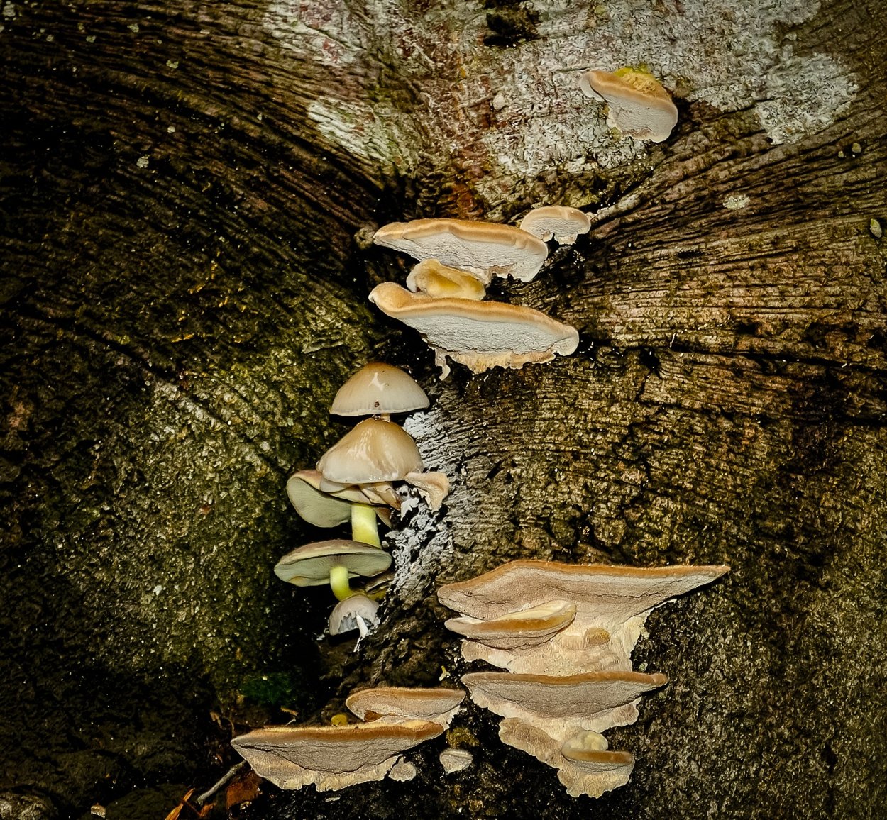 Древесный гриб японский