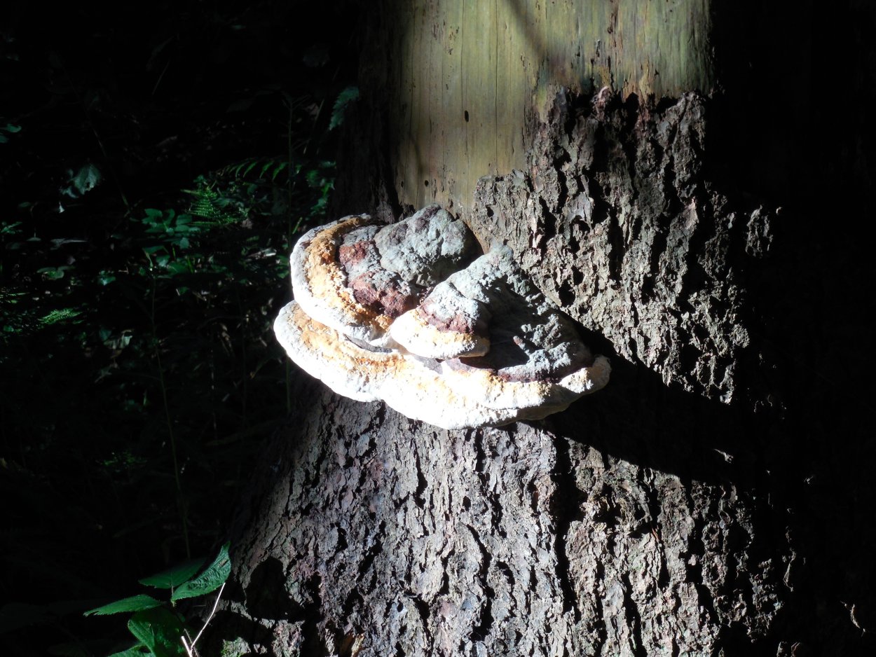 Трутовик лакированный Ganoderma lucidum