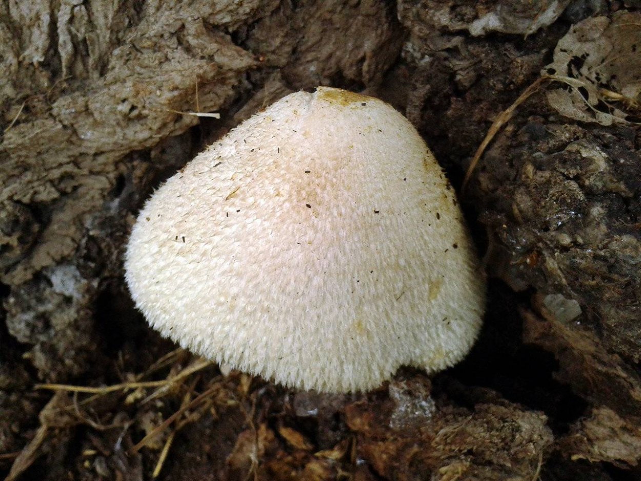 Вольвариелла шелковистая (Volvariella bombycina (Schaeff.) Singer)съедобная