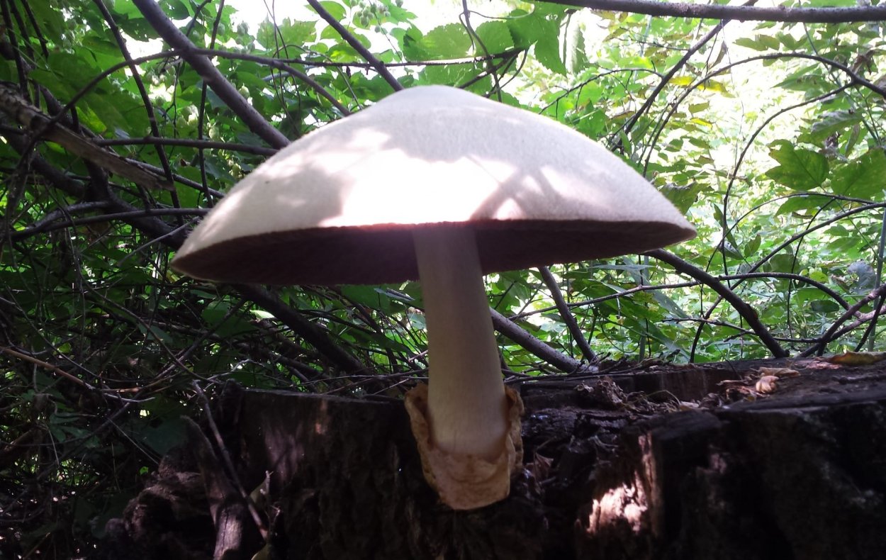 Вольвариелла шелковистая Volvariella bombycina фото и описание