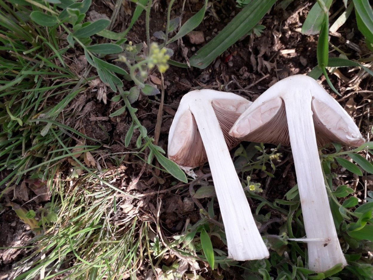 Гриб Volvariella speciosa