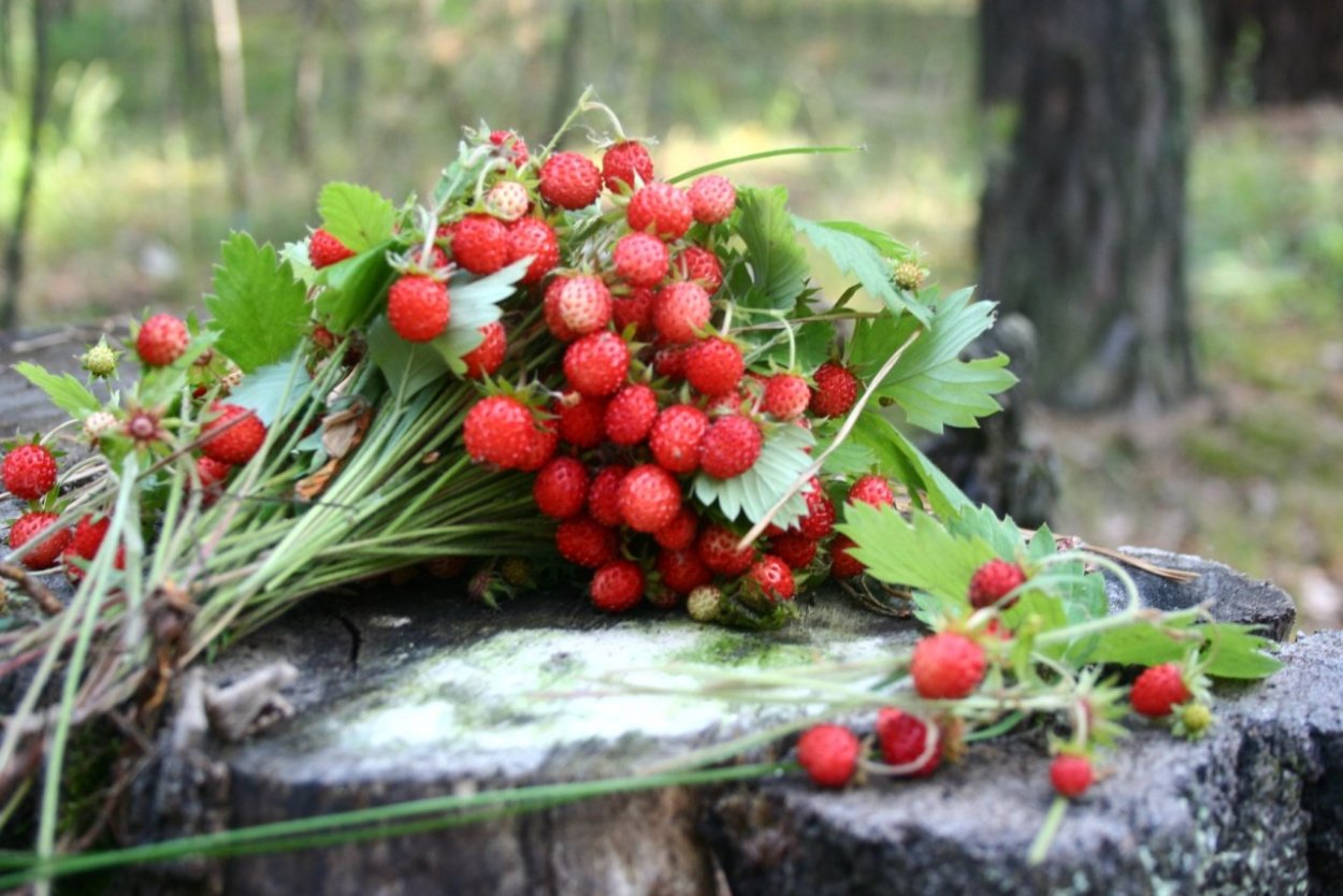 Лесная Земляничная Поляна