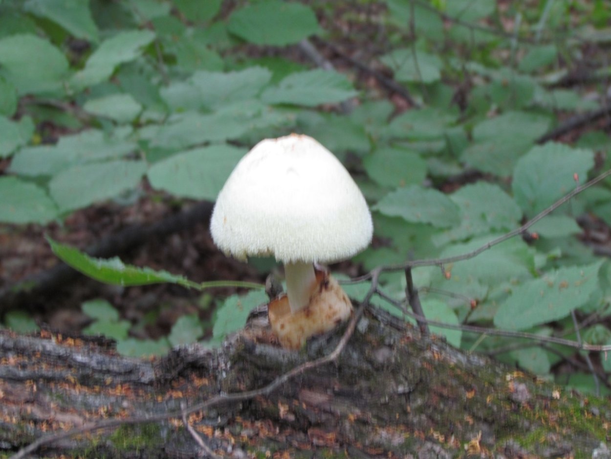 Volvariella bombycina