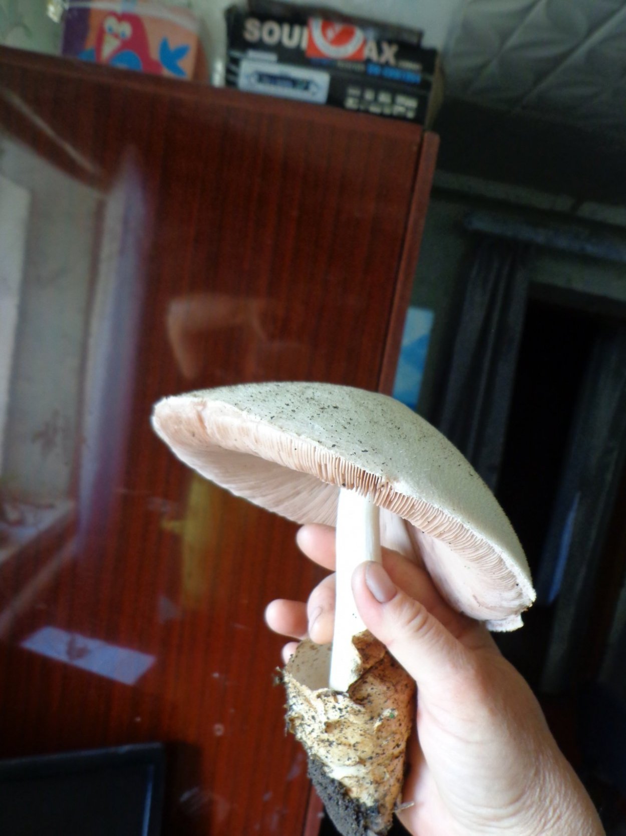 Volvopluteus gloiocephalus