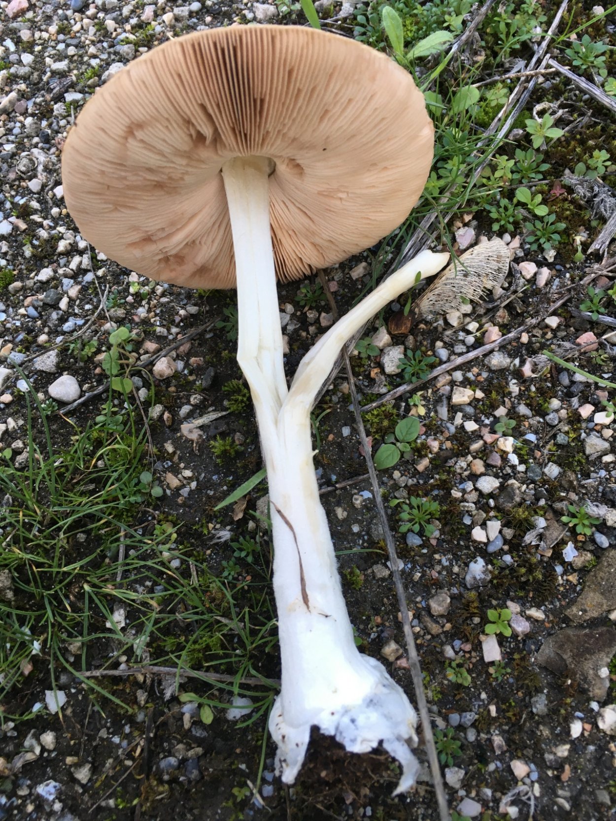Volvariella bombycina