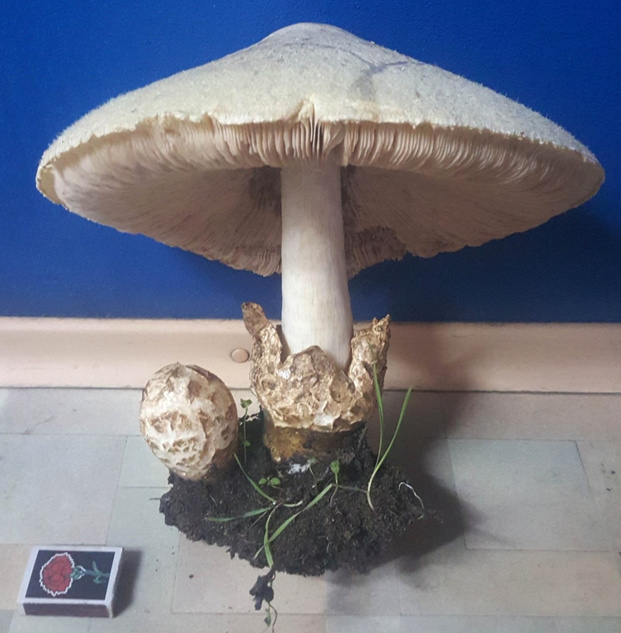 Volvariella bombycina