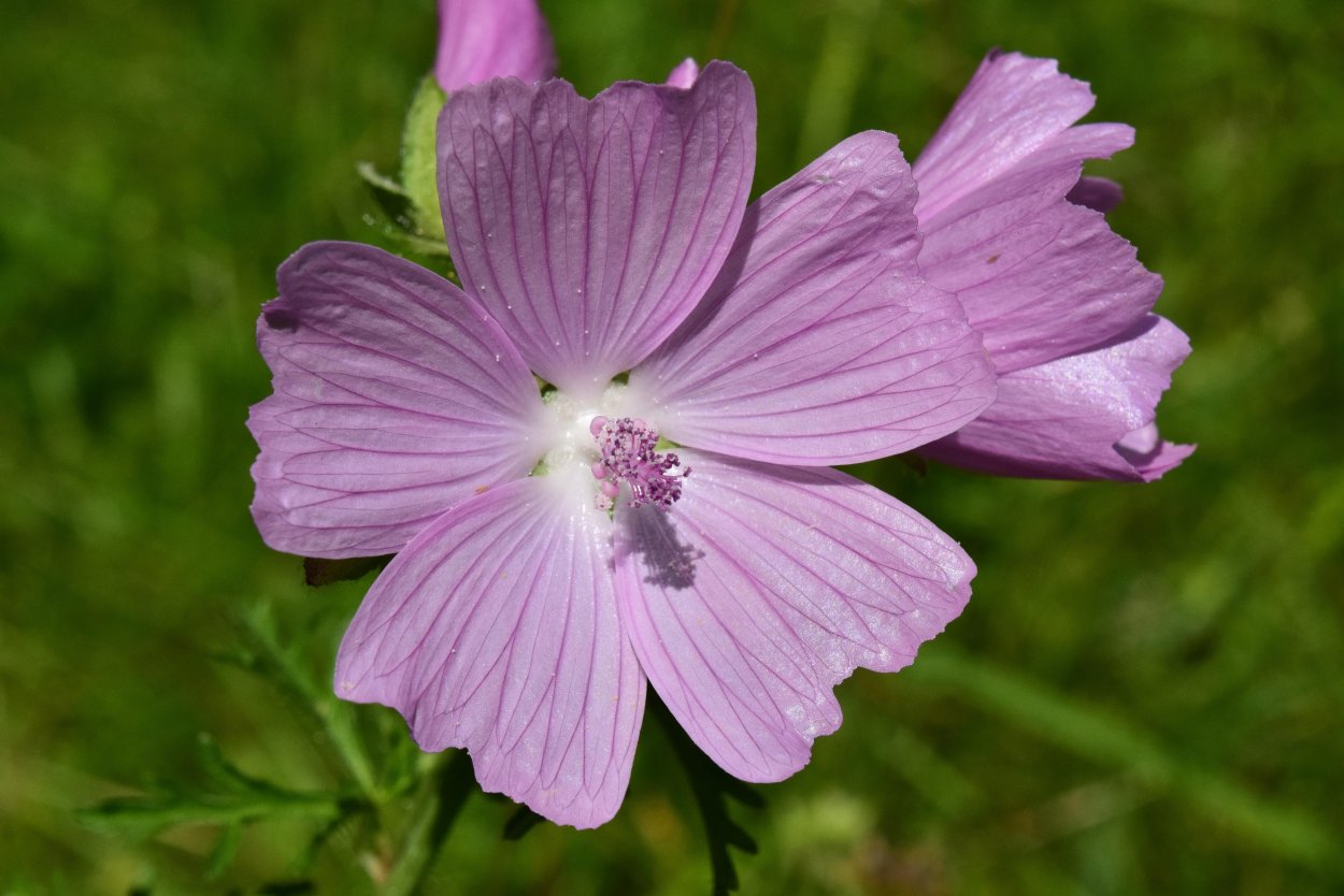 Hollyhock Мальва
