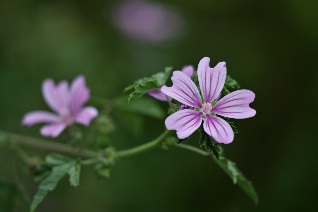 Просвирник Лесной - Malva Sylvestris
