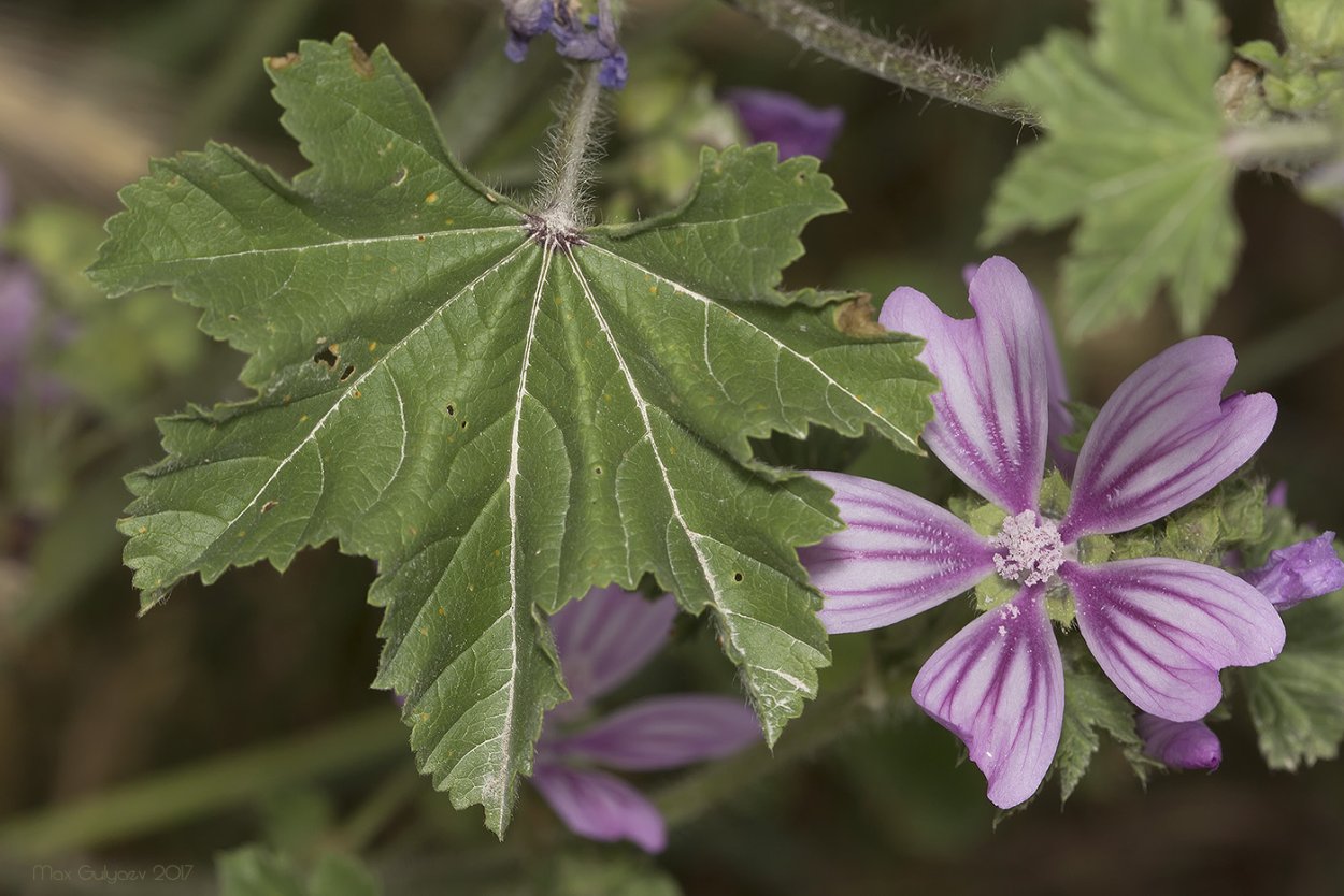 Malva Sylvestris