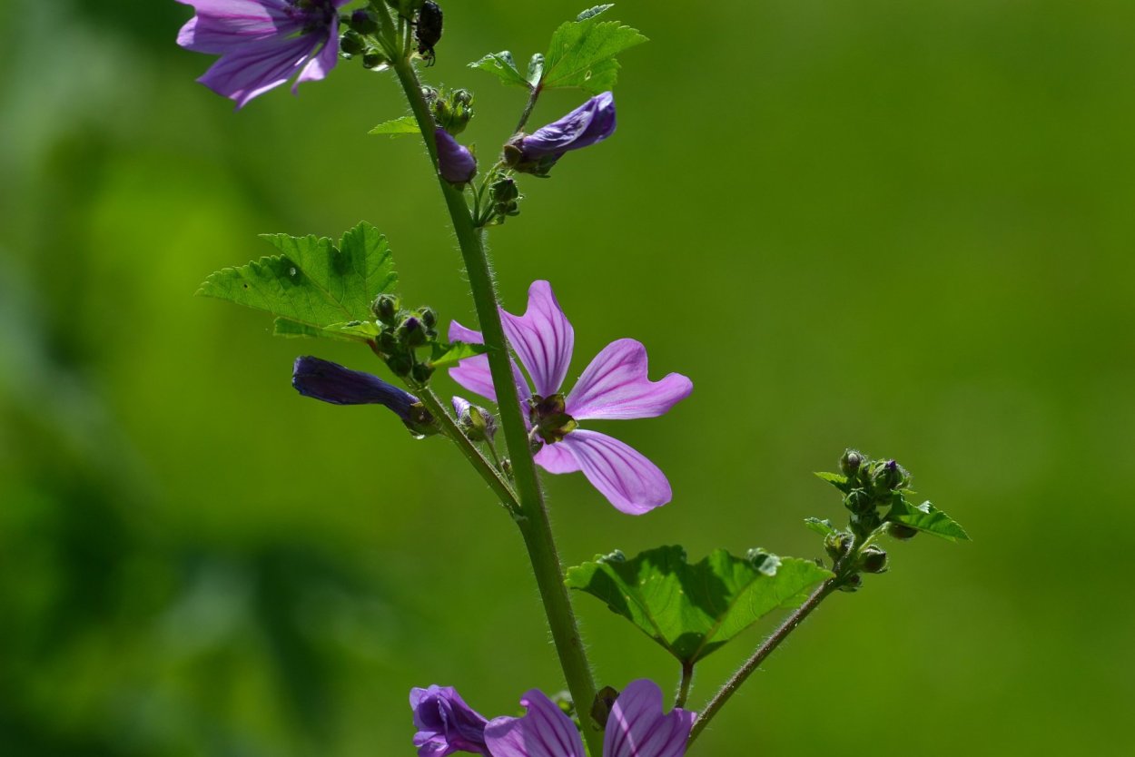 Просвирник Лесной - Malva Sylvestris