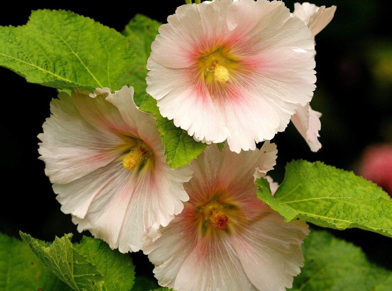 Malva Sylvestris стебель