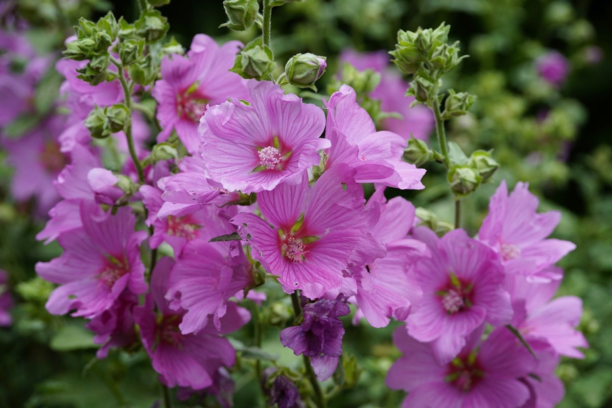 Просвирник Лесной - Malva Sylvestris