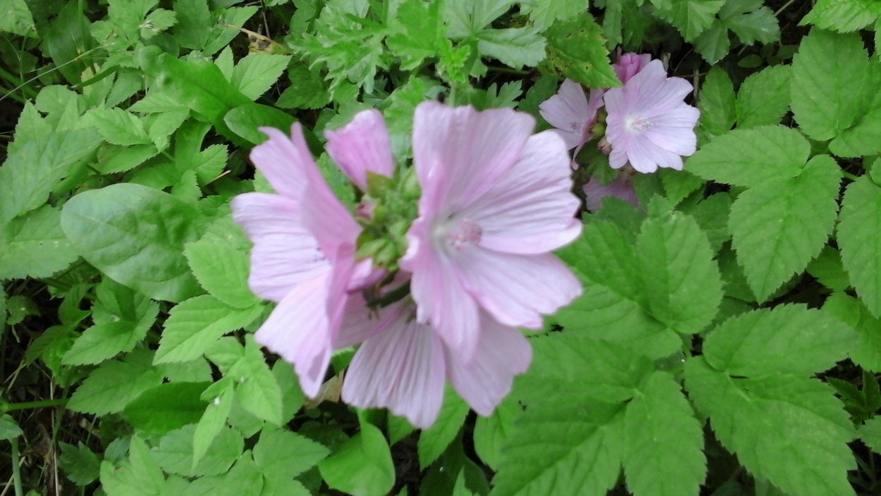 Шток-роза Hollyhock