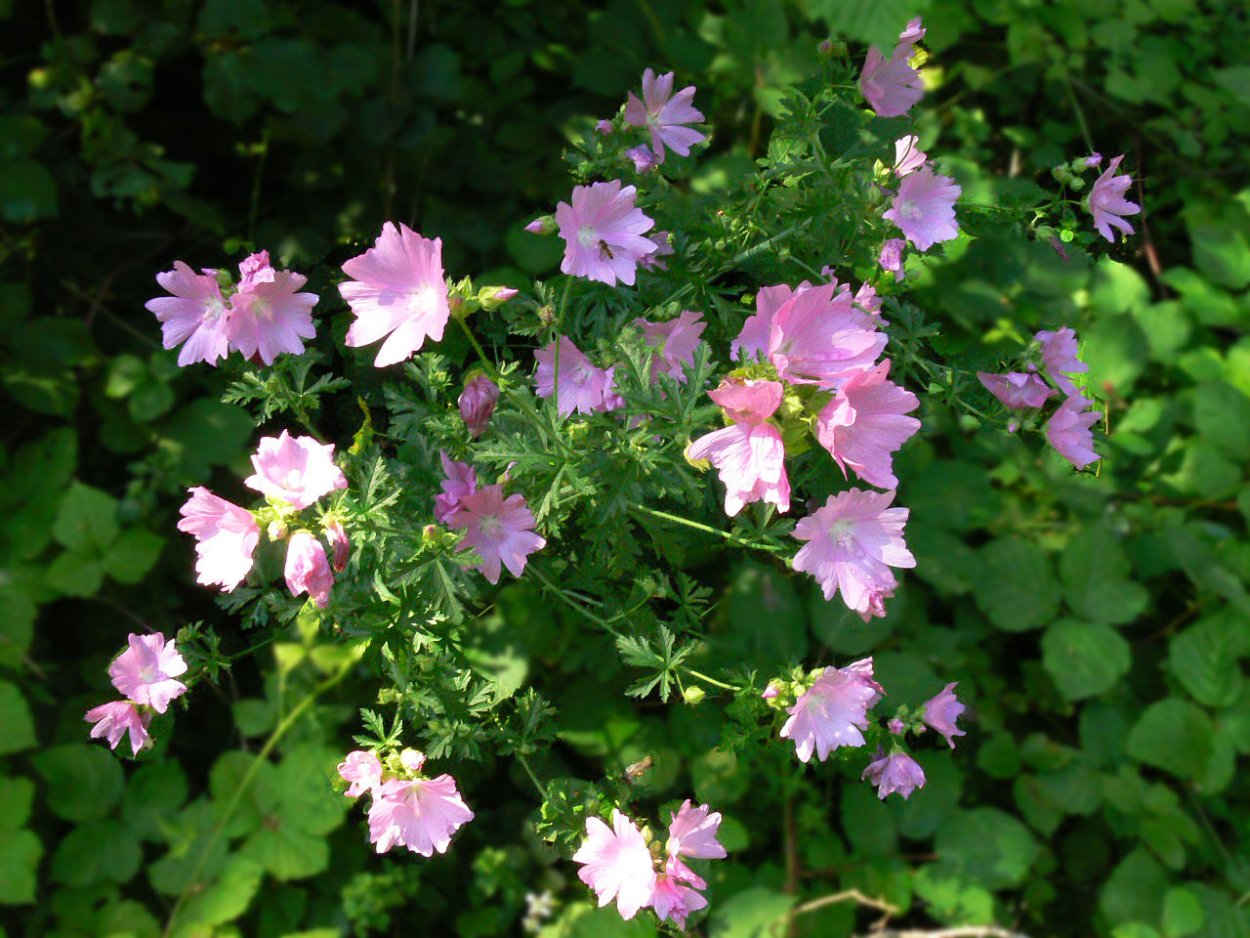 Шток-роза Hollyhock
