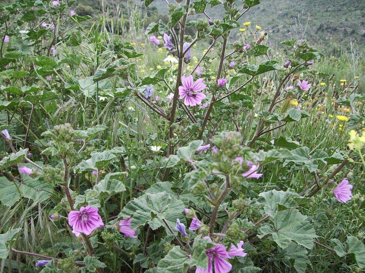 Malva 2014
