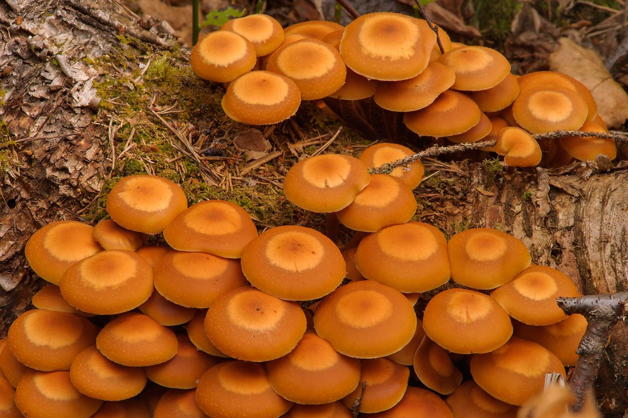 Опенок летний (kuehnerоmyces mutаbilis).