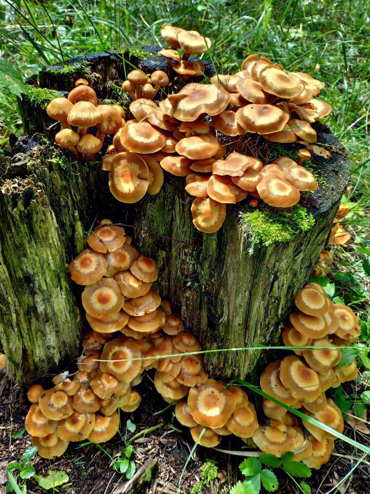 Летний опенок Kuehneromyces mutabilis