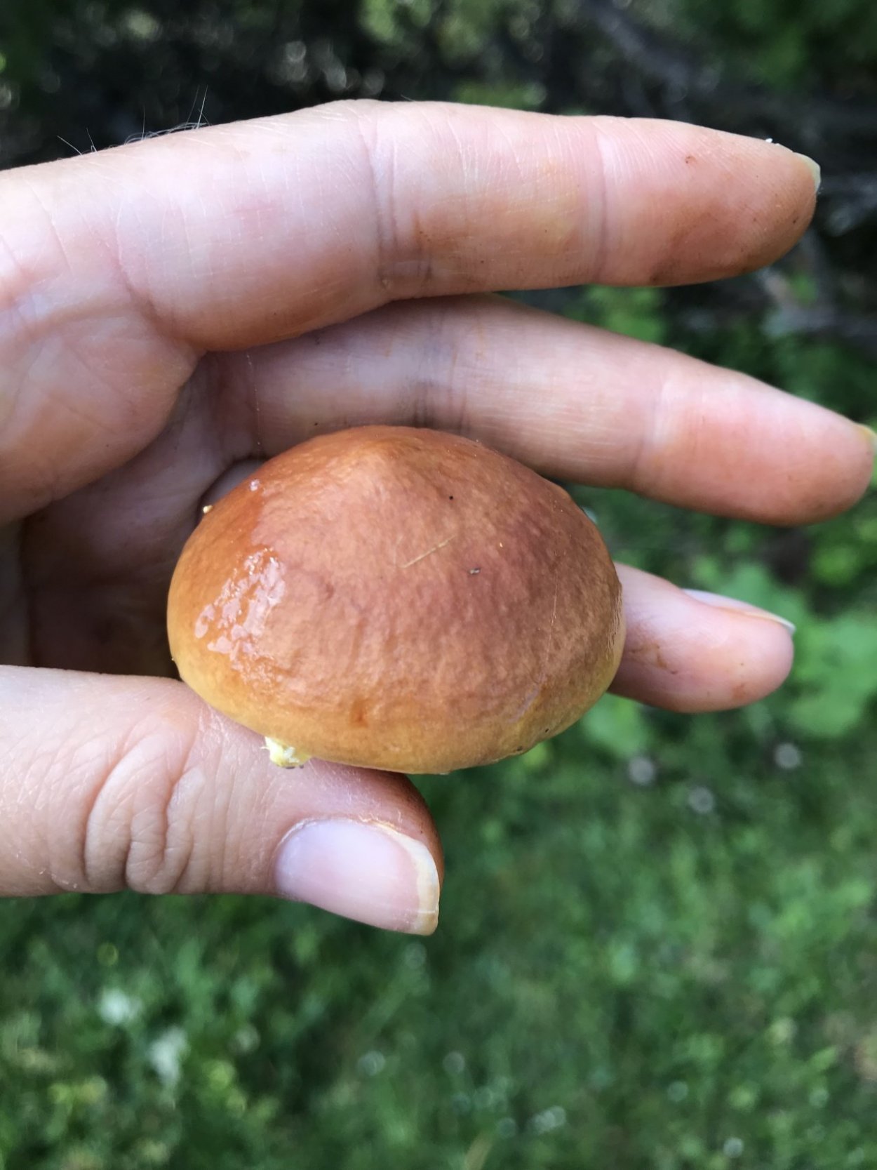 Ложноопенок серопластинчатый