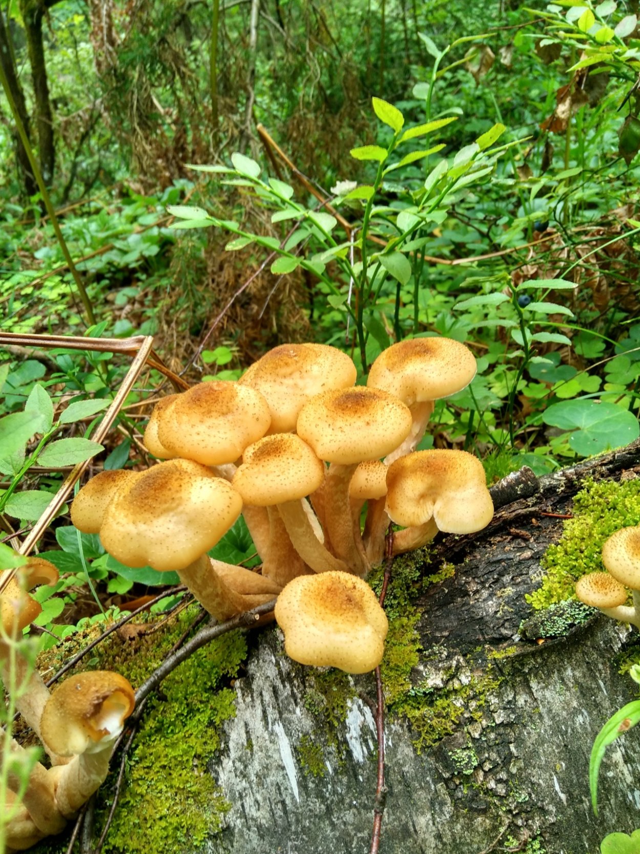 Опенок летний (kuehnerоmyces mutаbilis).