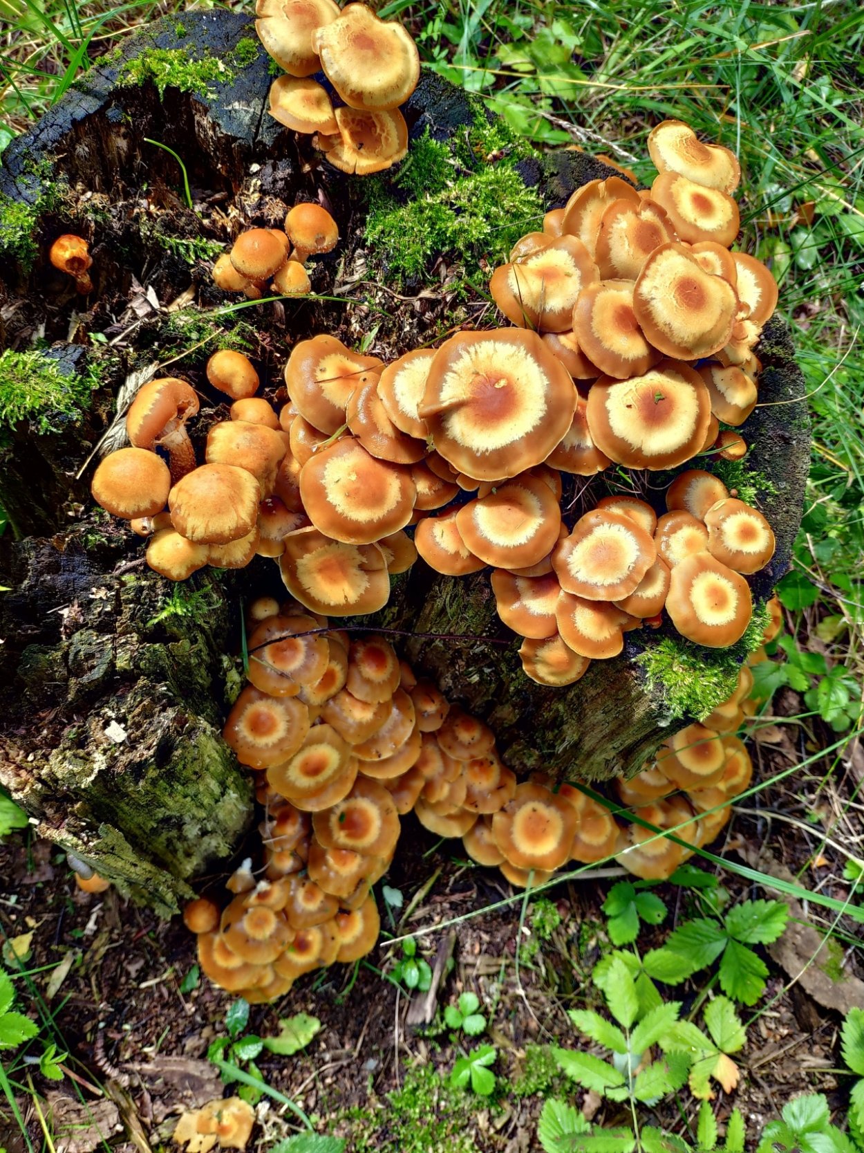 Опенок темный Armillaria ostoyae